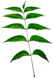 neem-leaf